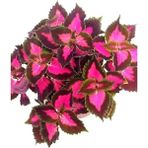 Yaprak Güzeli, Kolyos Çiçeği Fidanı Kolyoz 10-20 Cm