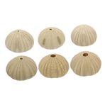 Yardenfun 6 Paket Doğal Deniz Kestanesi Ev Dekoru Küçük Balık Tankı Akvaryum Süsleri Sanat İçin Zarif Deniz Kestanesi Kabukları