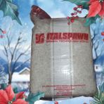 Yaren Istiridye Mantarı Tohumu Ithal 1 kg