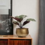 Yaren Style Büyük Eskitme Metal Orkide Saksısı Vazo / Çiçekler Görsel Amaçlı Kullanılmıştır.