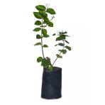 Yasemin Arap Yasemini Fidanı 10-20 Cm