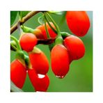 Yayla Tarım 2 Adet Goji Berry Fidanı ( Nq1 ) Tüplü 20 cm 12 Ay Dikim