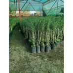 Yayla Tarım 2 Adet Zeytin Fidanı ( Arbeguina ) Yağlık Bodur Zeytin Tüplü 90 Cm 2 Yaşında.