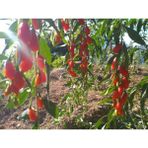 Yayla Tarım 3 Adet Goji Berry Fidanı Nq7 Tüplü 20 cm 12 Ay Dikim