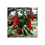 Yayla Tarım 3 Adet Goji Berry Fidanı ( Nq9 ) Tüplü 20 Cm 12 Ay Dikim