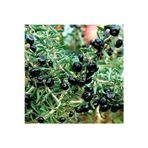 Yayla Tarım 3 Adet Goji Berry Fidanı ( Siyah Meyve ) Tüplü 20 Cm 12 Ay Dikim