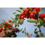 Yayla Tarım 4 Adet Goji Berry Fidanı Nq7 Tüplü 20 cm 12 Ay Dikim