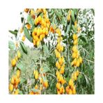 Yayla Tarım 4 Adet Goji Berry Fidanı ( Sarı Meyve ) Tüplü 20 cm 12 Ay Dikim