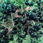Yayla Tarım 4 Adet Goji Berry Fidanı ( Siyah Meyve ) Tüplü 20 cm 12 Ay Dikim