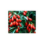 Yayla Tarım 6 Adet Goji Berry Fidanı Nq7 Tüplü 20 cm 12 Ay Dikim