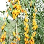 Yayla Tarım 6 Adet Goji Berry Fidanı Sarı Renk Tüplü 15 cm 12 Ay Dikim