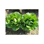 Yedikule Marul Tohumu 10 Gram