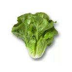Yedikule Marul Tohumu - 5 Gram