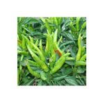Yediveren Cin Biber Fidesi (10 Adet), SRD12022025BYB330