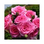 Yediveren Isparta Reçellik Gül Fidanı Rosa Damascena 10-20 Cm