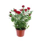 Yediveren Kırmızı Gül Fidanı 1 Adet 30-50 Cm Yediveren Red Rose 4270