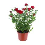 Yediveren Kırmızı Gül Fidanı 1 Adet 30-50 Cm Yediveren Red Rose 4271