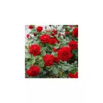 Yediveren Kırmızı Gül Fidanı Tüplü Aşılı (1 Adet) 10-20 Cm