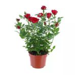 Yediveren Kırmızı Gül Fidanı Yediveren Red Rose 10-20 Cm