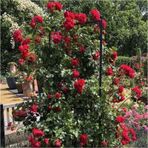 Yediveren Kırmızı Sarmaşık Gül Fidanı 15-30 Cm