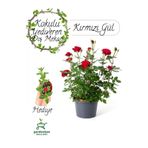 Yediveren Kokulu Kırmızı Gül Fidanı 30-50Cm +Buz Çiçeği