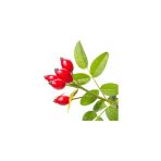Yediveren Kuşburnu Fidanı 10-20 Cm
