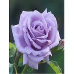 Yediveren Lila Gül Fidanı Lila 10-20 Cm