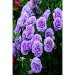 Yediveren Lila Gül Fidanı Yediveren Lilac Rose 1 Adet 10-20 cm