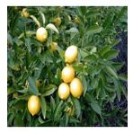 Yediveren Limon Tohumu (3 Tohum)