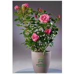 Yediveren Pembe Renk Gül Fidanı 1 Adet Saksılı 30-50CM