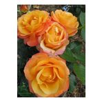 Yediveren Turuncu Renk Gül Fidanı 1 Adet Saksılı 30-60Cm (Orange Rose)