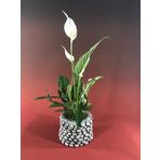 Yelken Çiçeği Barış Zambağı Spathiphyllum & Eskitme Slither Beton Saksıda Hediyelik Canlı Çiçek BALFLOWERDESİGN-2588