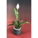 Yelken Çiçeği Barış Zambağı Spathiphyllum & Siyah Slither Beton Saksıda Hediyelik Canlı Çiçek BALFLOWERDESİGN-2590