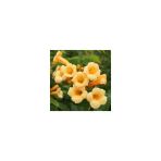 Yellow Persian Horn Flower Seedling Sarı Acem Borusu Çiçeği Fidanı 30-60 Cm