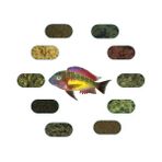 Yemkolik Tropheus 6 Çeşit 50 gr Red Rainbow Özel Balık Yem Paketi