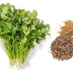 YERLİ AŞ OTU (KİŞNİŞ - KİNZİ) TOHUMU 25 GR ORT 3000 AD TOHUM