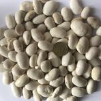 YERLİ BOMBAY İRİ TANE BEYAZ SIRIK FASULYE TOHUMU 100 GR