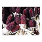 Yerli Çilek Mısır (Strawberry Popcorn) Tohumu (15 Adet)