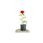 Yerli Fidan Kırmızı Gül Fidanı 10-20 Cm