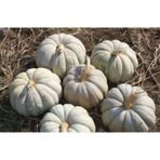 Yerli Kestane Kabak Tohumu 10 Gr Ort 25 Ad Tohum N11.2284