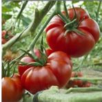 Yerli Koy Domatesi Tohumu (Marmande) 1 Gr (Ort 250 Ad Tohum)