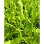 Yerli Kuzu Kulağı 50 Adet Tohum - 0,01 gr