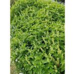 Yerli Limon Fesleğen Tohumu 5 Gr (Ort 1750 Ad. Tohum)