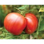 Yerli Marmande Domatesi 25+ Adet