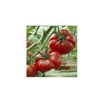 Yerli Marmande Domatesi Tohumu / 25+ Tohum