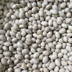 Yerli oturak şeker fasulye tohumu (500 gr)