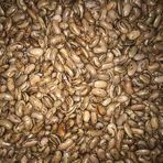 Yerli Perolar Uzun-enli Erkenci Sırık Fasulye Tohumu 500 Gr