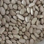 Yerli sırık alman ayşe fasulye tohumu (500 gr)