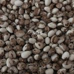 YERLİ SIRIK AYŞE KADIN FASULYE TOHUMU 500 GR (KAHVE ÇİZGİLİ BEYAZ