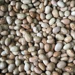 YERLİ SIRIK AYŞE KADIN FASULYE TOHUMU 500 GR (KREM)